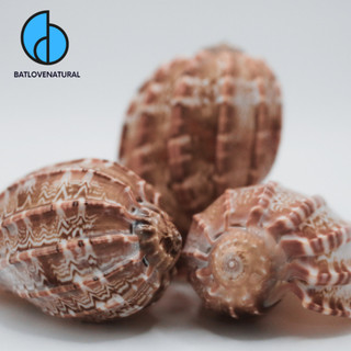 Vỏ ốc Khế - Vỏ ốc mượn hồn - Vỏ ốc trang trí nhiều kích thước nhỏ vừa lớn