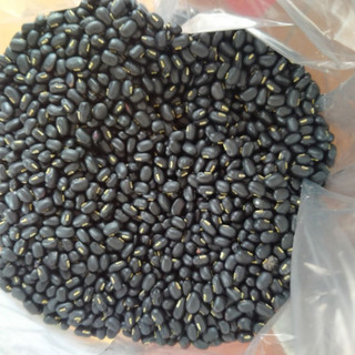 Đỗ/Đậu đen xanh lòng dân trồng