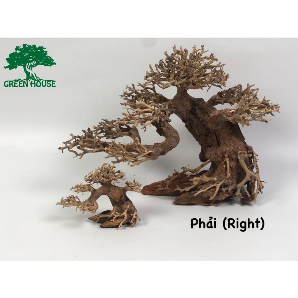 Lũa Bonsai, Lũa thủy sinh dùng trang trí hồ cá cảnh, hồ thủy sinh, văn phòng, nhà cửa- NHÀ XANH