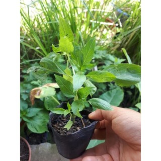 Cây giống húng quế, húng chó, é quế