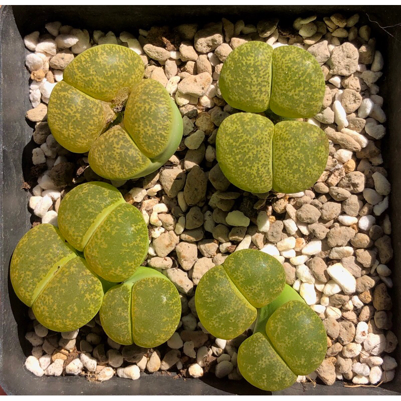 Sen đá thạch lan (lithops, mông) xanh 2 đầu size to