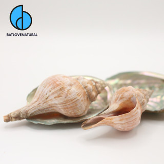 Vỏ ốc Mỏ Vịt - Vỏ ốc mượn hồn - Vỏ ốc trang trí nhiều kích thước.