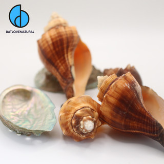 Vỏ ốc Đùi Gà - Vỏ ốc mượn hồn - Vỏ ốc trang trí nhiều kích thước nhỏ vừa lớn