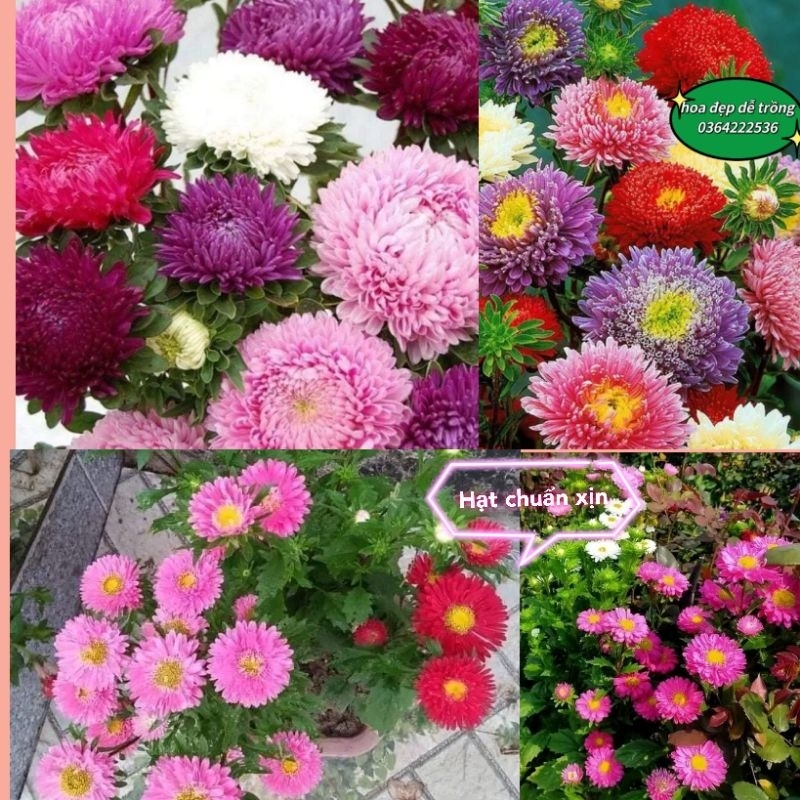 150 hạt giống hoa cúc magix 💖 NẢY MẦM CỰC ĐỈNH💖 hoa quanh năm, chất lượng cao.