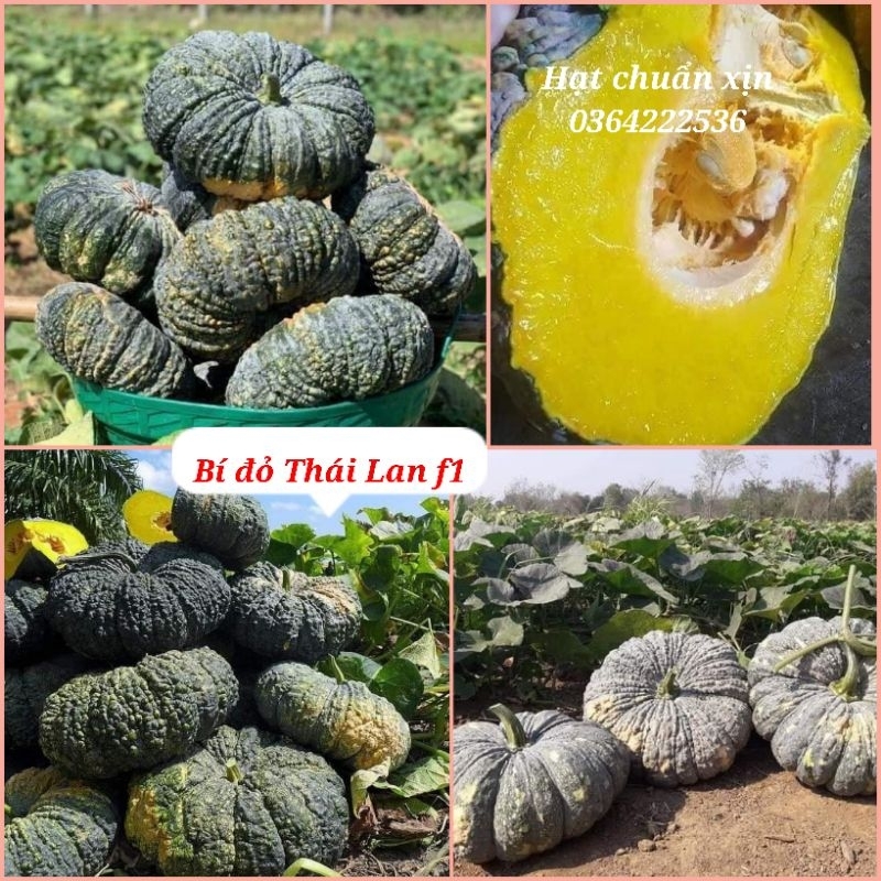 😚💯hạt giống bí đỏ DA CÓC NHẬP KHẨU 💚 Dẻo Ngon 💯 đặc biệt từ Thái Lan rất đáng trồng