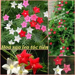 🤗🤗hạt giống  hoa sao leo tóc tiên nhiều màu💖SIÊU XINH💖 NẢY MẦM CỰC ĐỈNH, chịu nhiệt tốt.