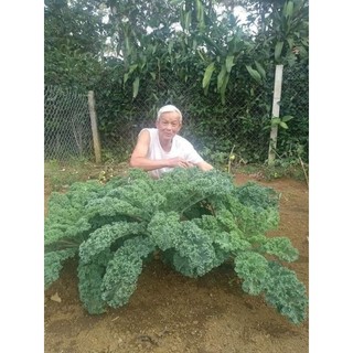 Hạt Giống Cải Xoăn Xanh Kale F1 (150 hạt)❤️‍🩹💥 Lâu Năm 💔💔 cực dễ trồng