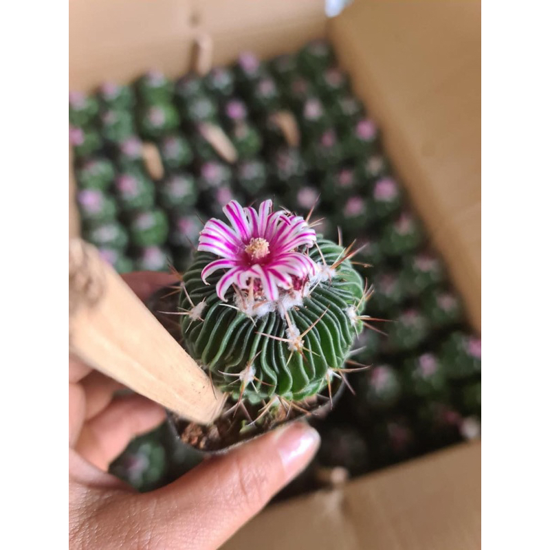 Xương Rồng Trúc Ngọc