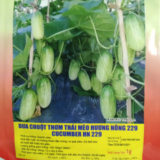 Hạt giống dưa chuột thơm Thái mèo HN229 gói 1gram
