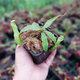 Cây bắt mồi, cây nắp ấm N mirabilis trang trí vườn