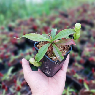Cây bắt mồi, cây nắp ấm N. mirabilis