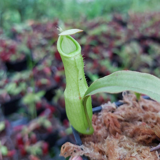 Cây bắt mồi, cây nắp ấm N mirabilis trang trí vườn