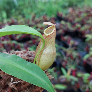 Cây bắt mồi, cây nắp ấm N mirabilis trang trí vườn