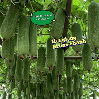 1 gam hạt giống bí đao chanh bốn mùa f1 💚💚Nảy mầm cực đỉnh💝💝 siêu trái