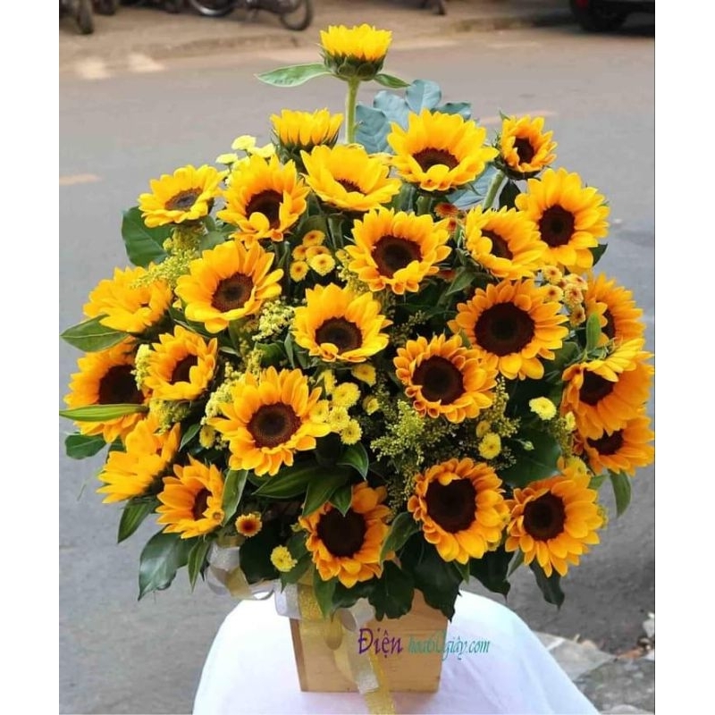 Hạt giống hoa hướng dương Nhật, cắt cành 💥 Chuẩn Xịn💝 cực đẹp