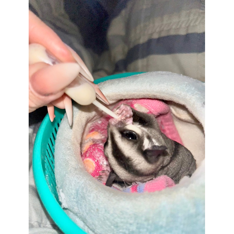Ống đút bột , sữa cho Sóc Bay Úc , Hamster