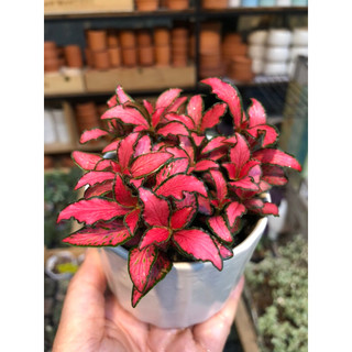 Hoả tốc HN - Cây cẩm nhung fittonia mini để bàn kèm chậu sứ