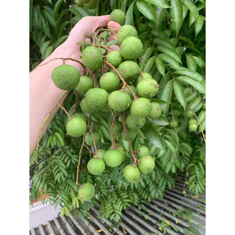 SẤU TƯƠI NON ( BÁNH TẺ )