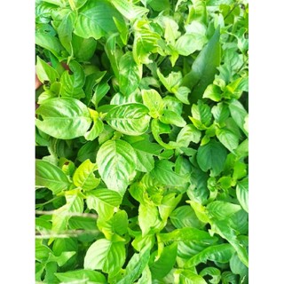 lá cẩm đỏ, tím 0.5kg tươi