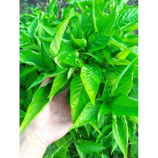 lá cẩm đỏ, tím 0.5kg tươi