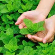 0,1g hạt giống húng bạc hà âu húng lũi âu