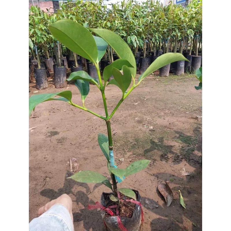 Cây măng cụt Thái cây ghép nhanh trái