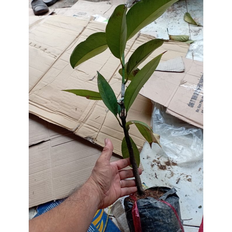 Cây măng cụt Thái cây ghép nhanh trái