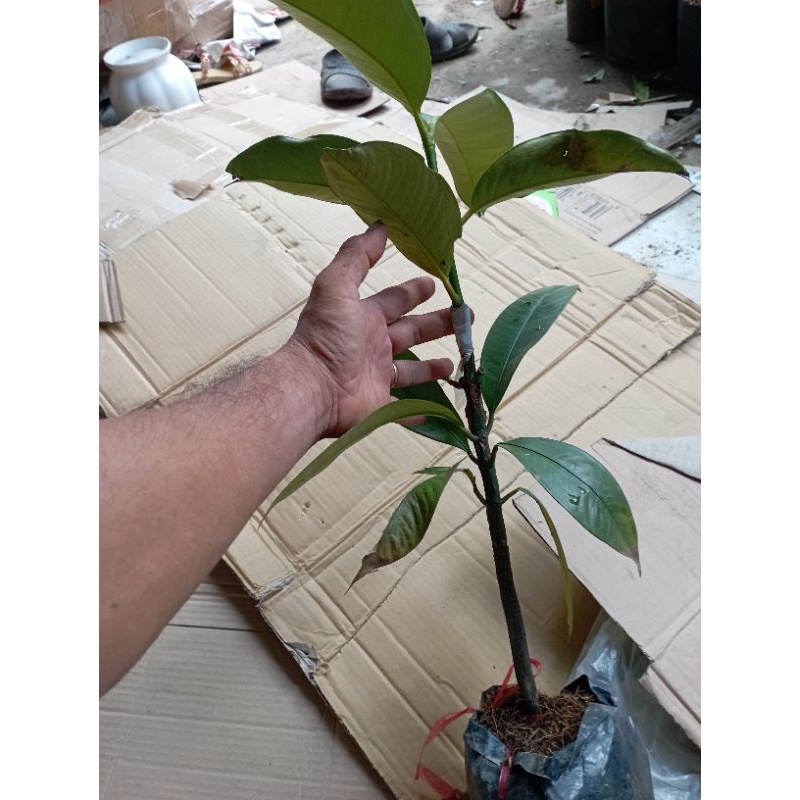 Cây măng cụt Thái cây ghép nhanh trái