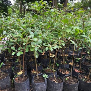 Cây Bàng Đài Loan