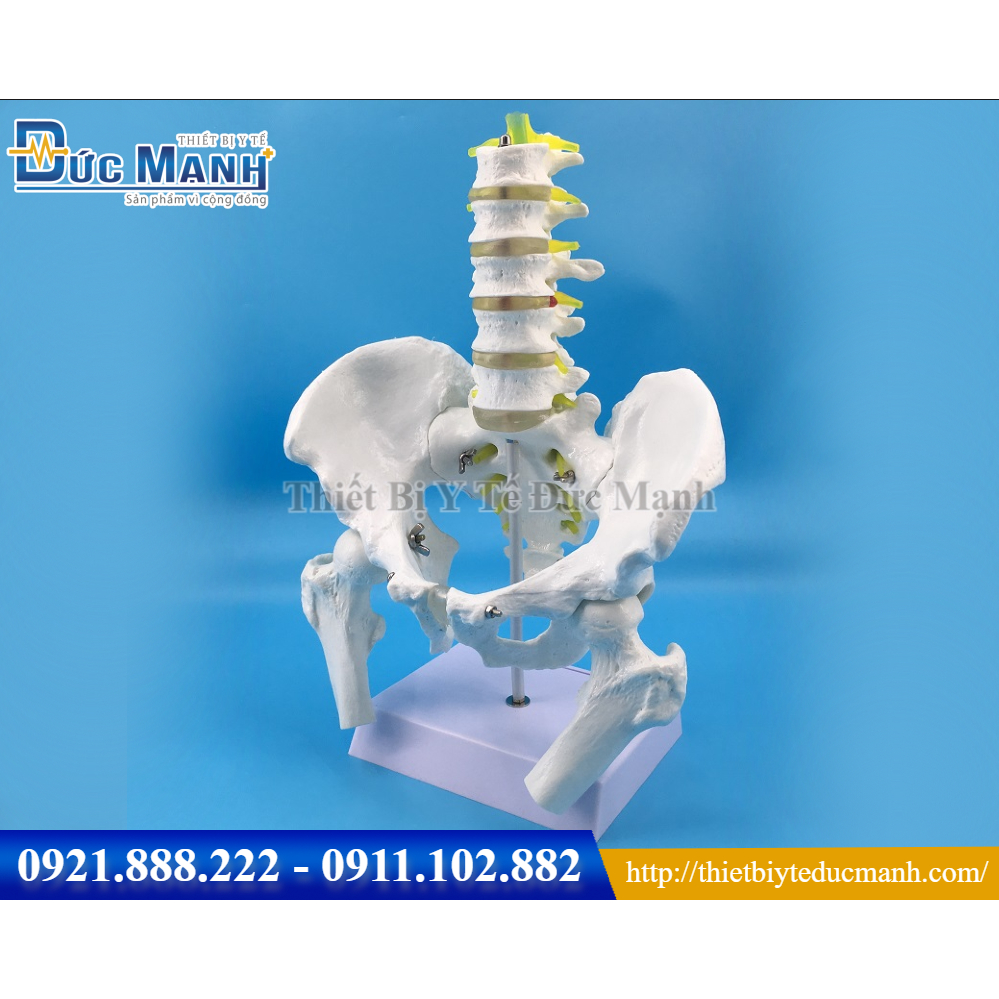 Mô hình cột sống thắt lưng chậu kèm rễ thần kinh