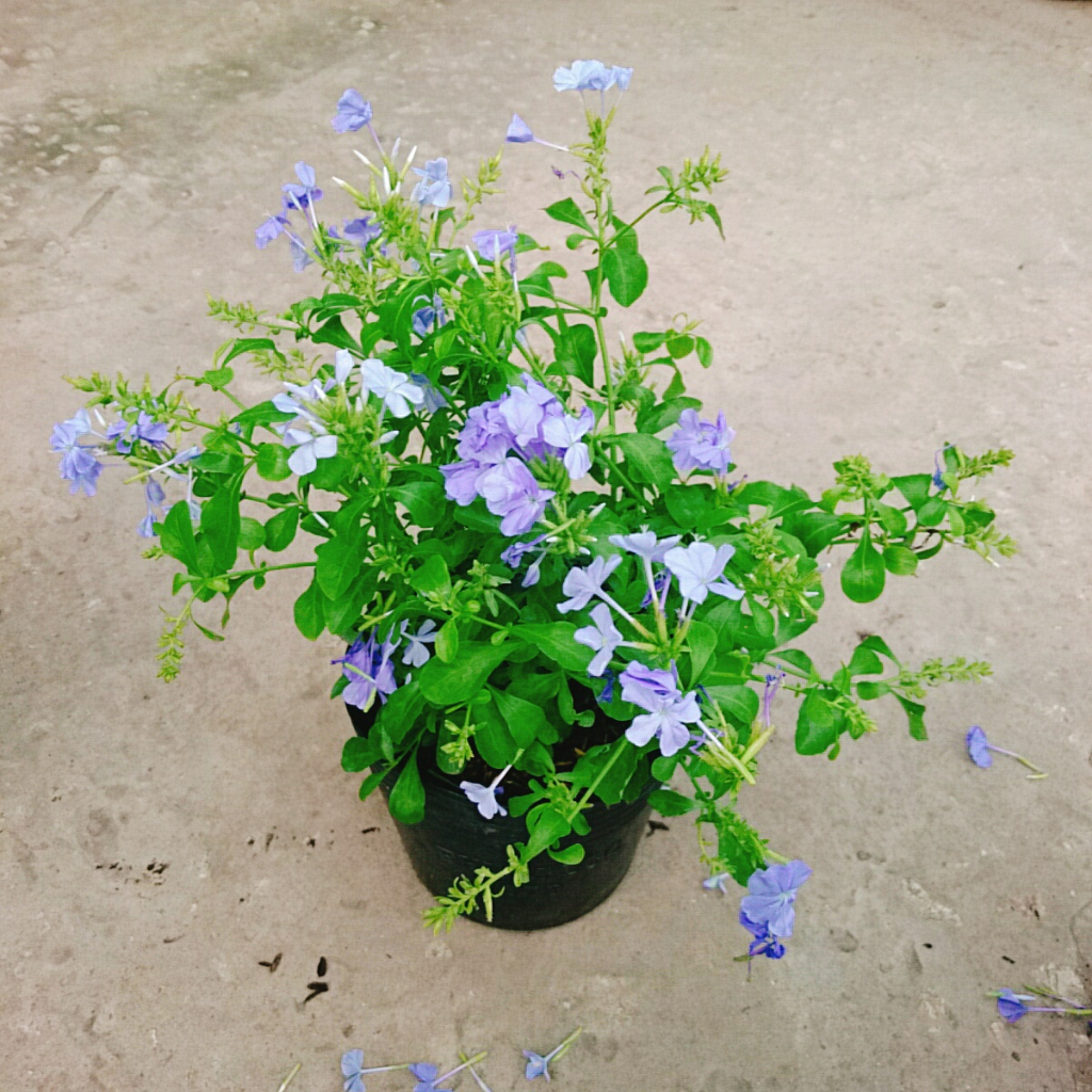 Cây Thanh Xà - hoa nở bắt mắt thích hợp trang trí trong nhà -