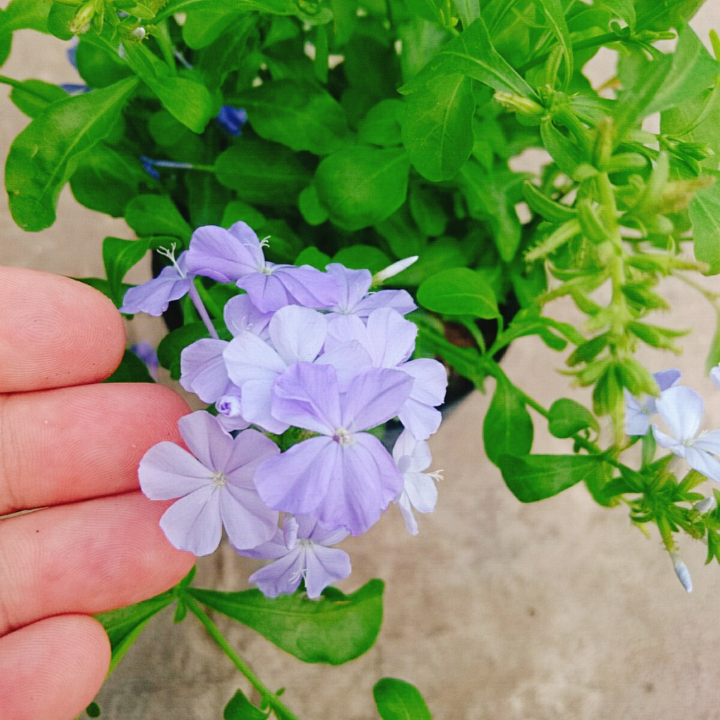 Cây Thanh Xà - hoa nở bắt mắt thích hợp trang trí trong nhà -