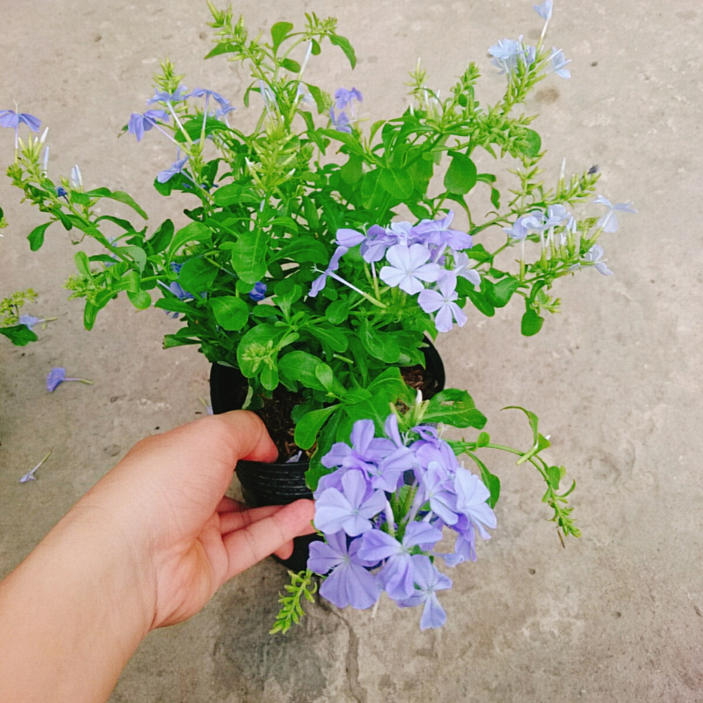 Cây Thanh Xà - hoa nở bắt mắt thích hợp trang trí trong nhà -