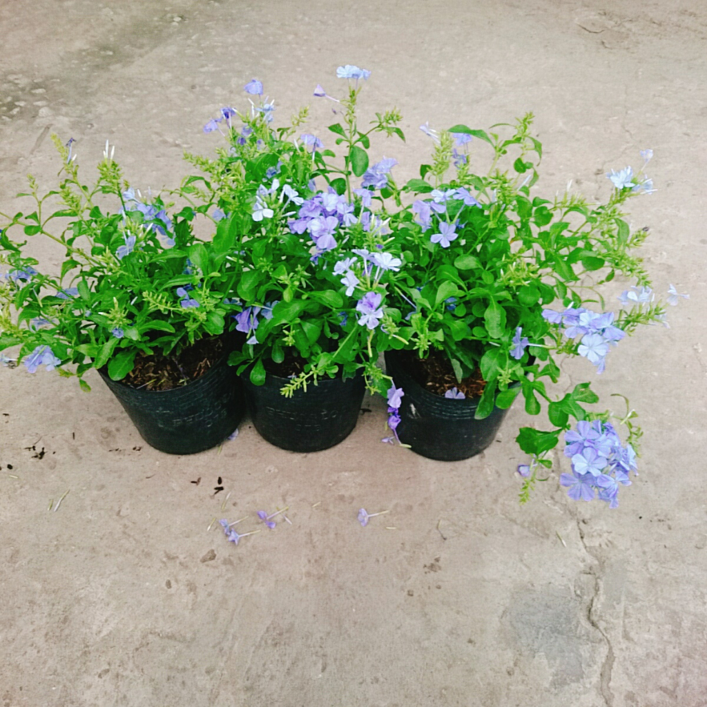 Cây Thanh Xà - hoa nở bắt mắt thích hợp trang trí trong nhà -