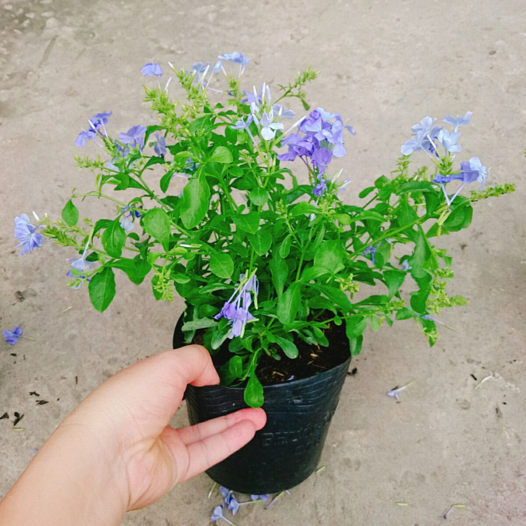 Cây Thanh Xà - hoa nở bắt mắt thích hợp trang trí trong nhà -