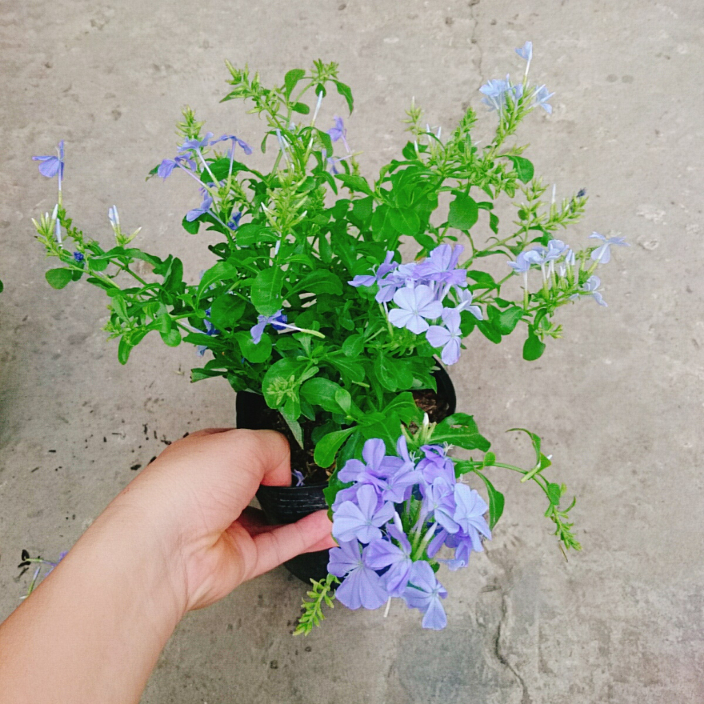 Cây Thanh Xà - hoa nở bắt mắt thích hợp trang trí trong nhà -