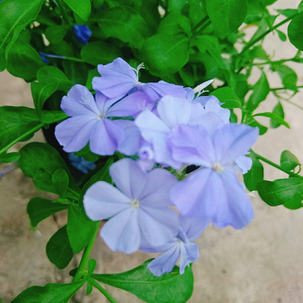 Cây Thanh Xà - hoa nở bắt mắt thích hợp trang trí trong nhà -