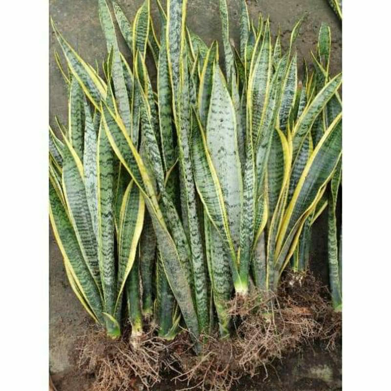 cây lưỡi hổ đơn có rễ ( rất dễ trồng)