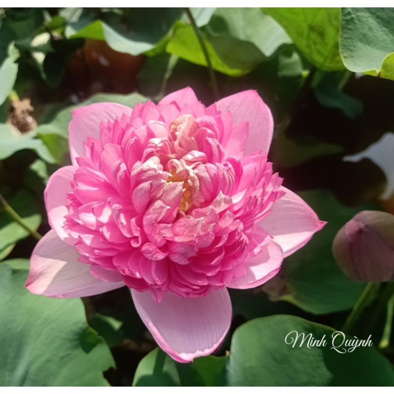 Củ sen P.háo hồng