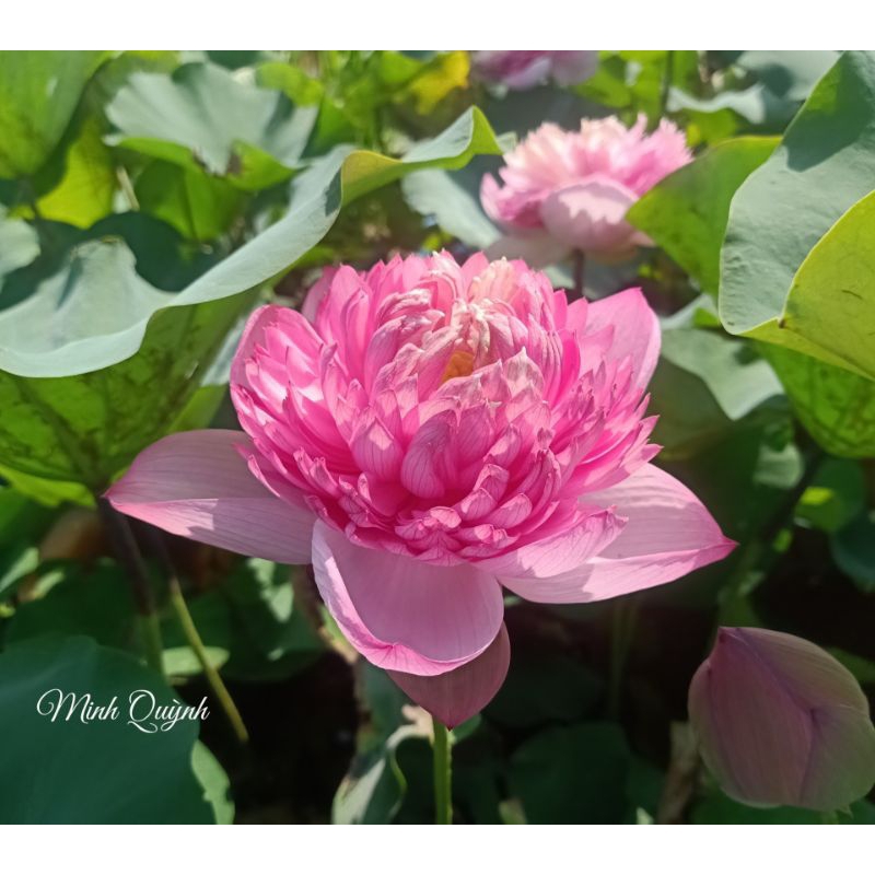 Củ sen P.háo hồng