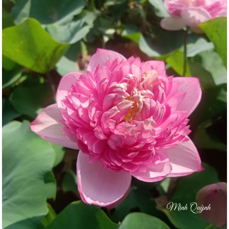 Củ sen P.háo hồng