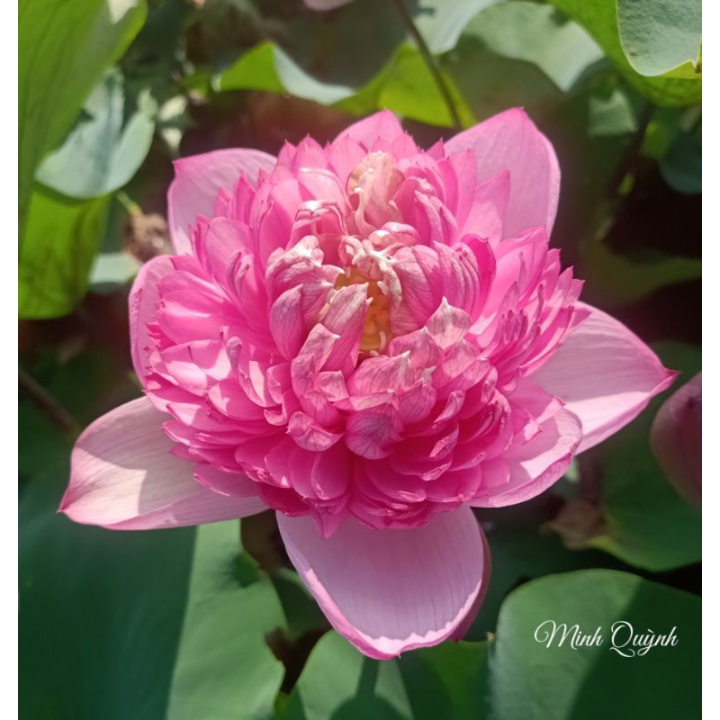 Củ sen P.háo hồng