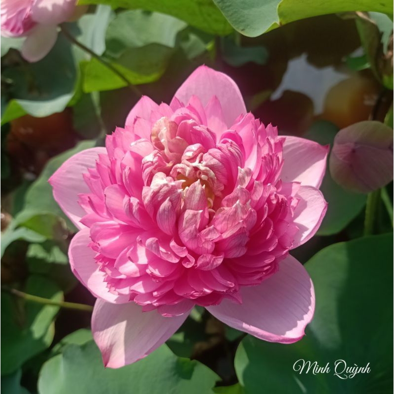 Củ sen P.háo hồng