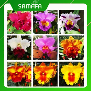Cây giống hoa lan cattleya nhiều màu Samafarm, hoa lan giống cattleya cam kết đúng màu, gửi kèm hướng dẫn chăm