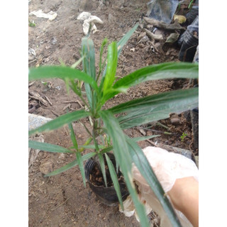 01 bầu giống cây chiều hồng