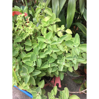 Cây tần dày lá