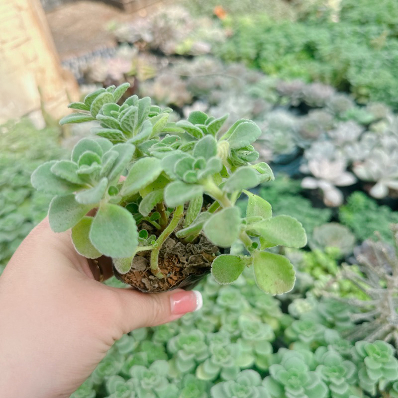 Sen đá nhất mạc hương size bầu