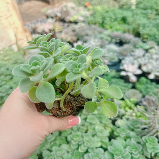 Sen đá nhất mạc hương size bầu