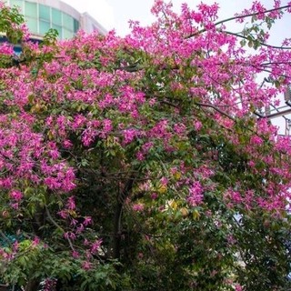 Cây hoa mỹ nhân 130cm