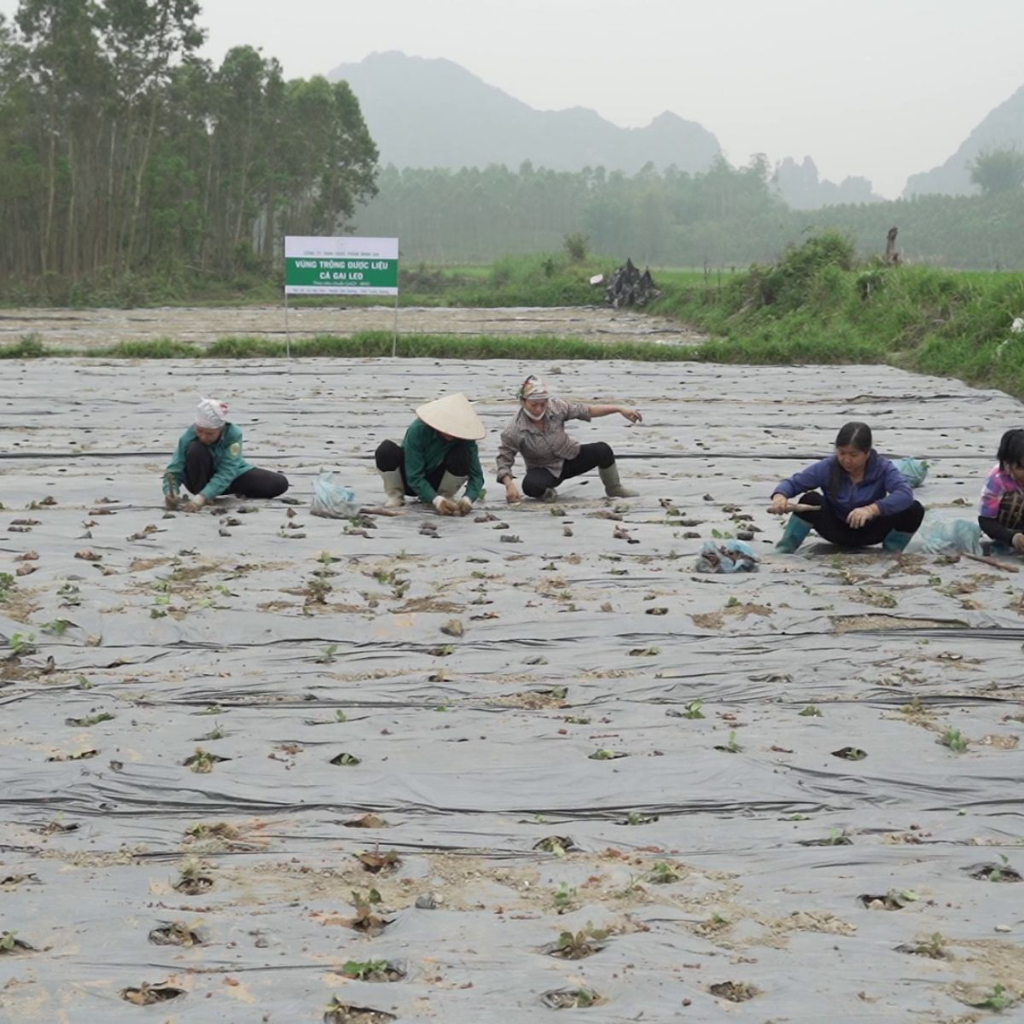 Trà Cà Gai Leo Xạ Đen Minh Gia Hộp 30 Gói Mát Gan Thải Độc